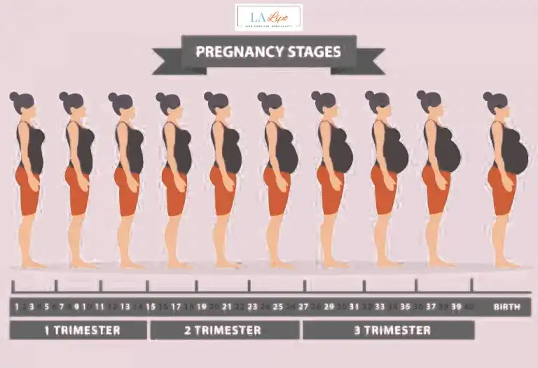 First Trimester (Weeks 1–12): Early Changes You Might Not Notice Sedgley